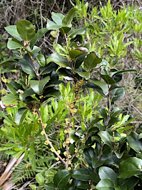 APII jpeg image of Xylosma maidenii  © contact APII